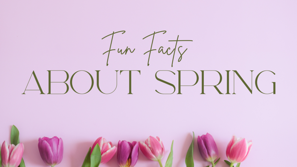 pink background, pink tulips line the bottom, text says Fun Facts About Spring