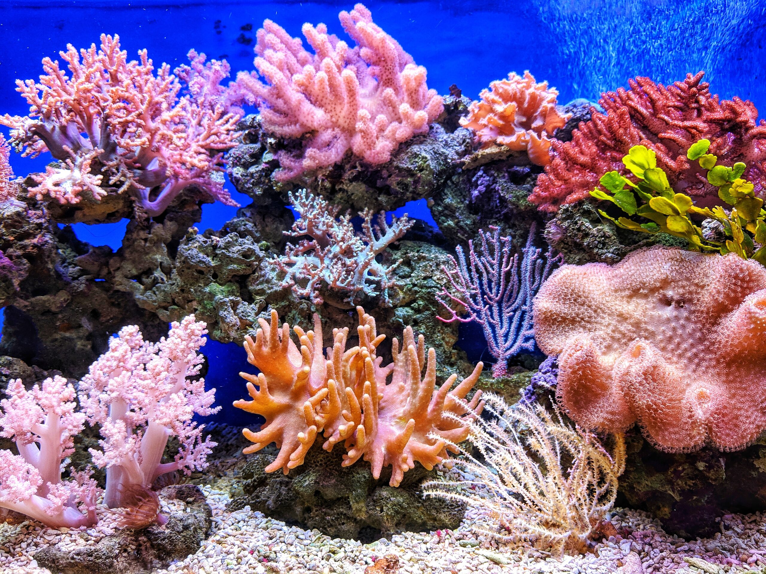 8 World Reef Facts for World Reef Awareness Day EcoPro Products LLC