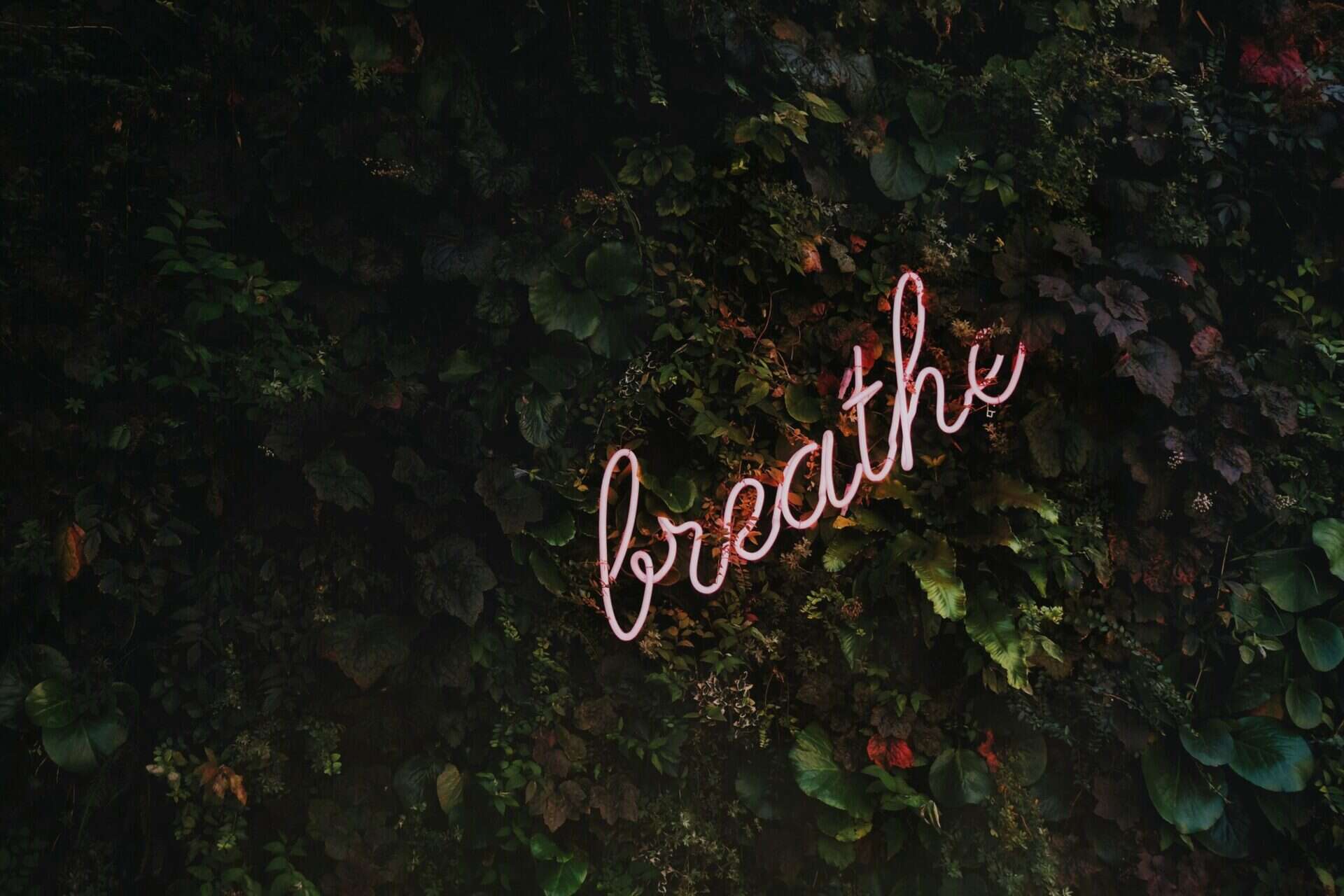 tim goedhart vnptrdmtq30 unsplash